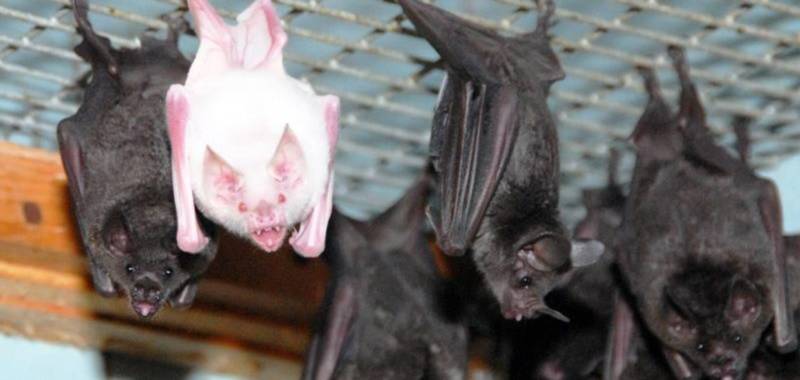 Летучие мыши - описание, где обитают, чем питаются, интересные факты