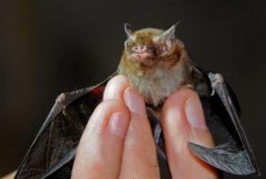 летучие-мыши-3-300x202.jpg