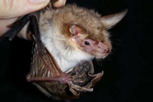 летучие-мыши-35-300x200.jpg