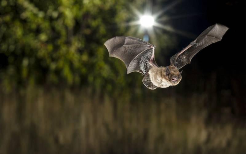 Среда обитания летучей мыши: где живет, приспособленность