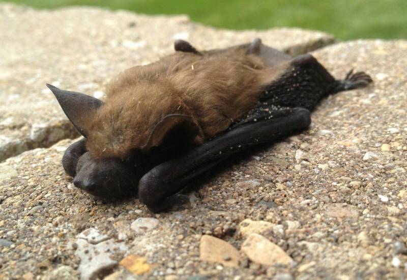 Летучие мыши - описание, где обитают, чем питаются, интересные факты