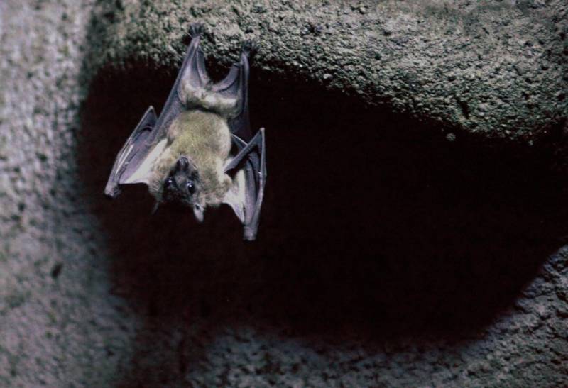 Летучие мыши - описание, где обитают, чем питаются, интересные факты