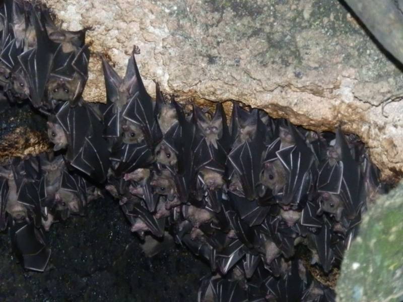 Среда обитания летучей мыши: где живет, приспособленность