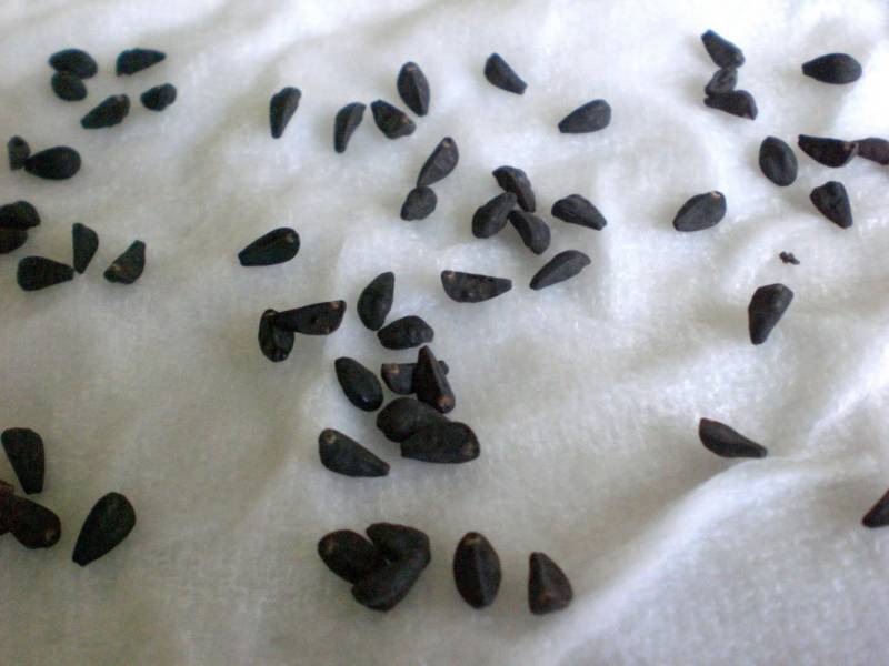 Среда обитания летучей мыши: где живет, приспособленность