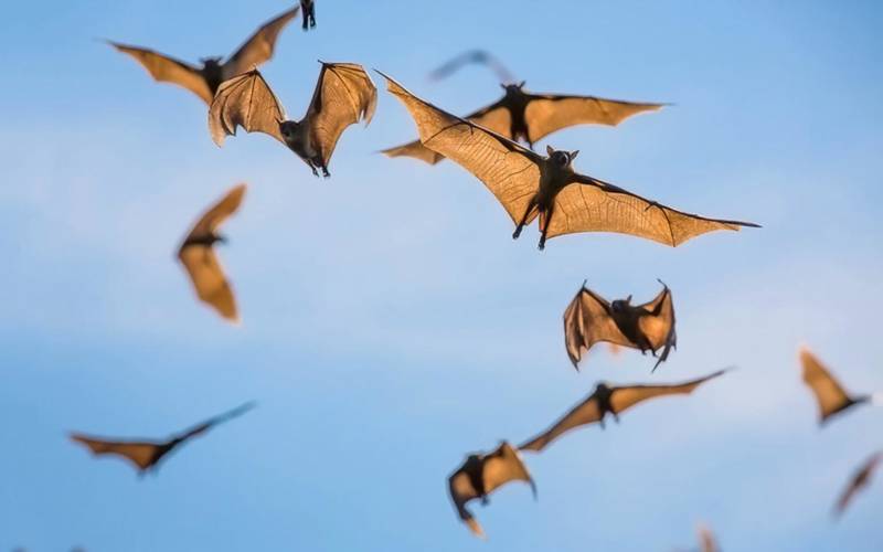 Летучие мыши - описание, где обитают, чем питаются, интересные факты