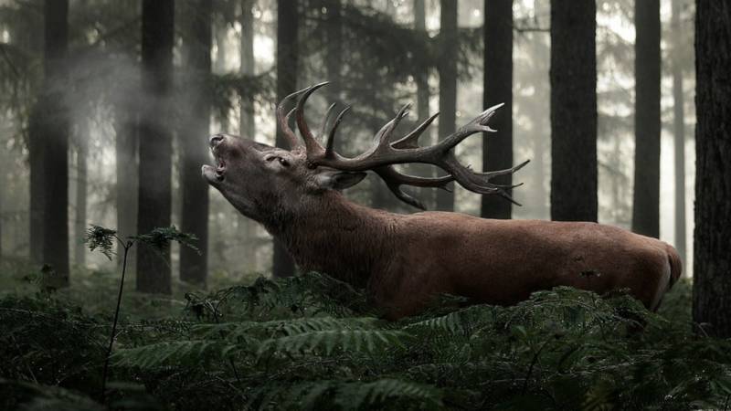 Лось: описание животного, особенности, виды, образ жизни