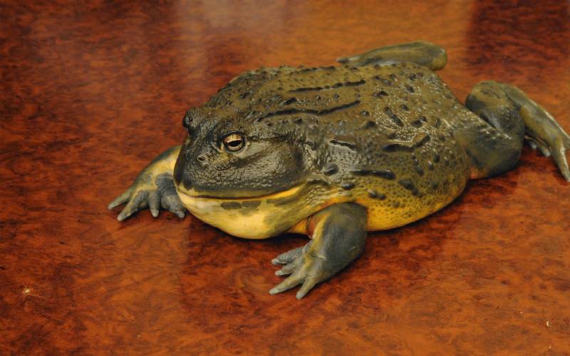 Лягушка-голиаф - описание, где обитает, размер, вес, виды, Красная книга
