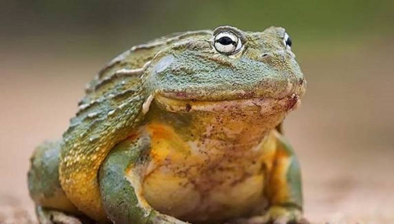 Лягушка-голиаф - описание, где обитает, размер, вес, виды, Красная книга