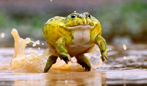 Лягушка-голиаф - описание, где обитает, размер, вес, виды, Красная книга