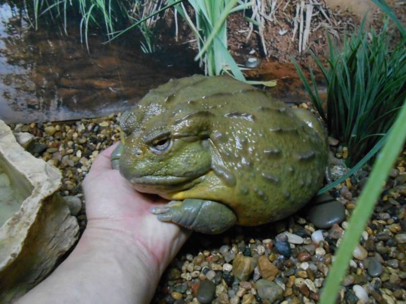 Лягушка-голиаф - описание, где обитает, размер, вес, виды, Красная книга