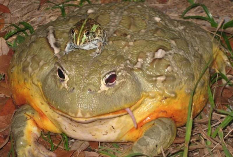Лягушка-голиаф - описание, где обитает, размер, вес, виды, Красная книга