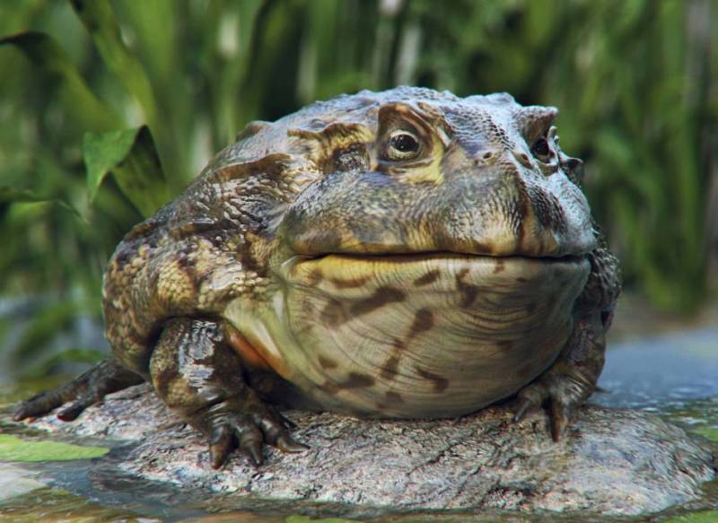 Лягушка-голиаф - описание, где обитает, размер, вес, виды, Красная книга