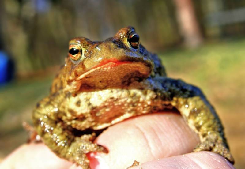 Лягушка-голиаф - описание, где обитает, размер, вес, виды, Красная книга