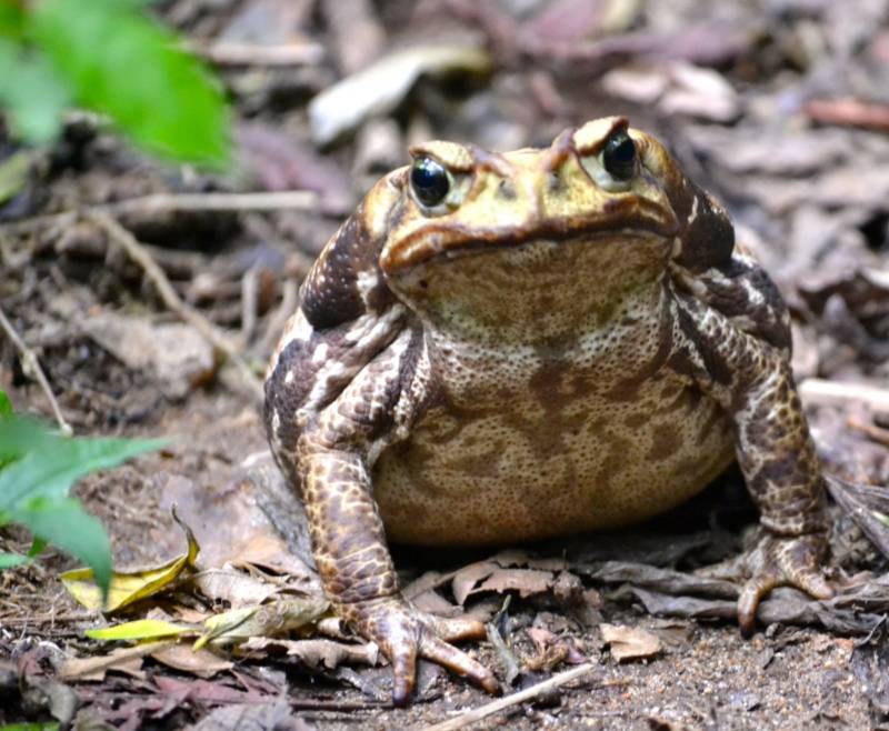 Лягушка-голиаф - описание, где обитает, размер, вес, виды, Красная книга