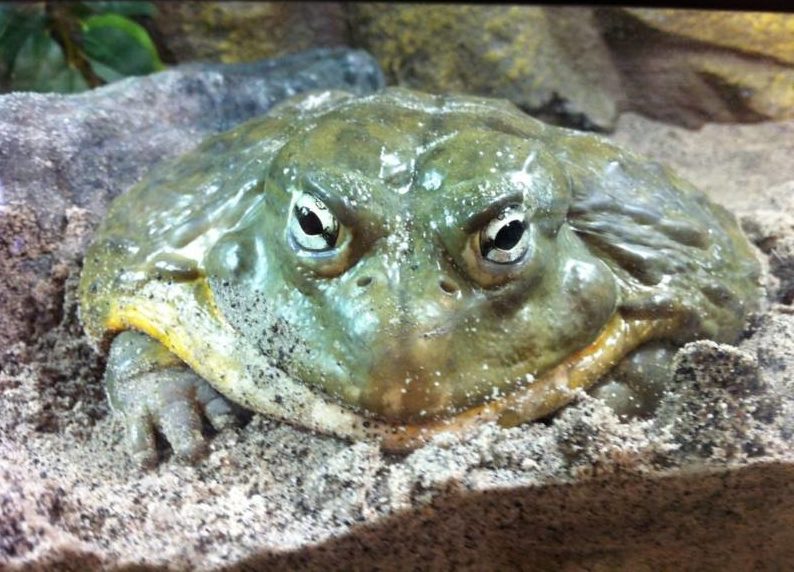 Лягушка-голиаф - описание, где обитает, размер, вес, виды, Красная книга