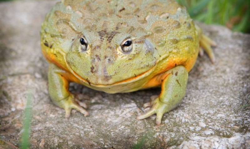 Лягушка-голиаф - описание, где обитает, размер, вес, виды, Красная книга