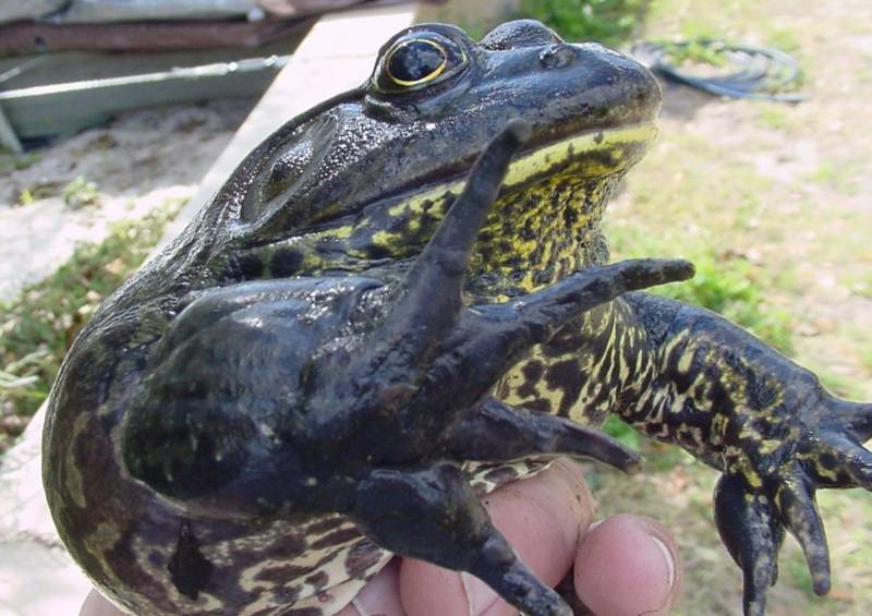 Лягушка-голиаф - описание, где обитает, размер, вес, виды, Красная книга