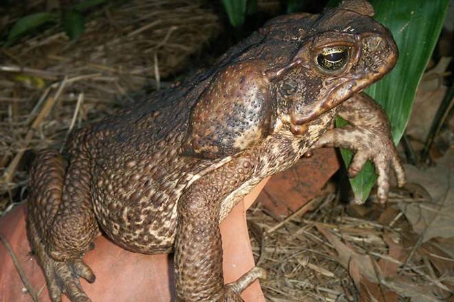 Лягушка-голиаф - описание, где обитает, размер, вес, виды, Красная книга