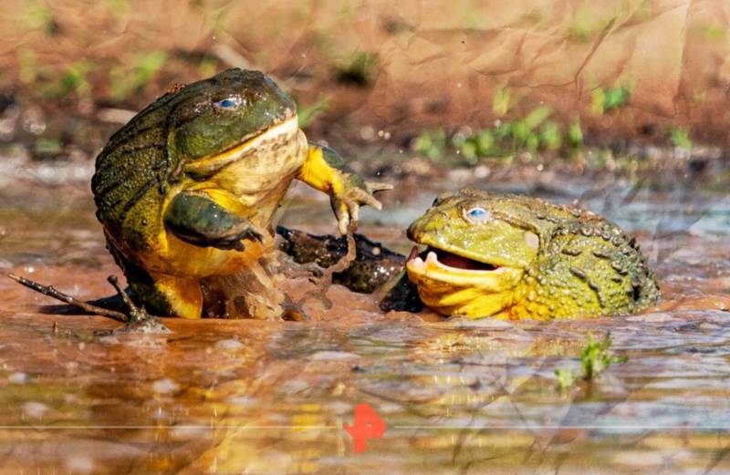 Лягушка-голиаф - описание, где обитает, размер, вес, виды, Красная книга