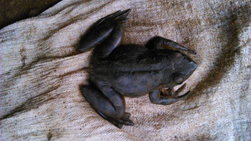 Лягушка-голиаф - описание, где обитает, размер, вес, виды, Красная книга