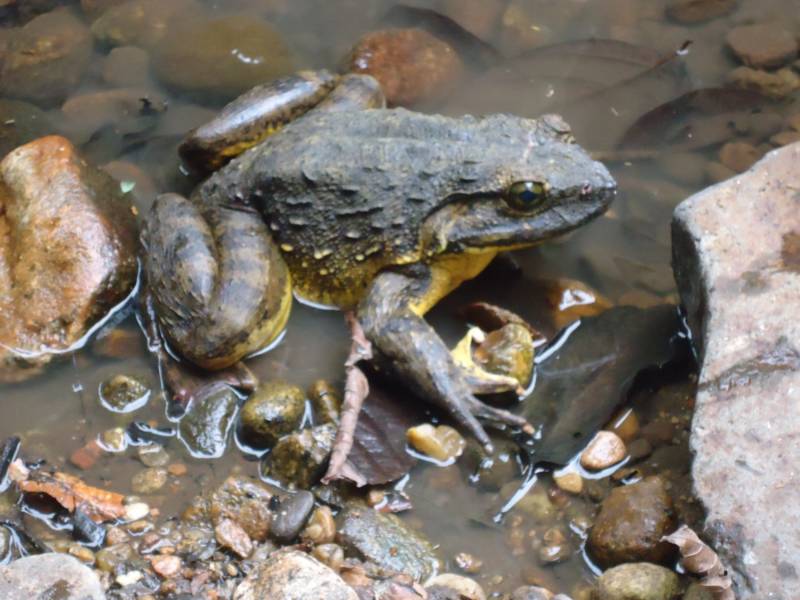 Лягушка-голиаф - описание, где обитает, размер, вес, виды, Красная книга