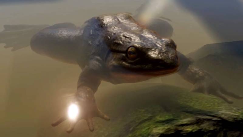 Лягушка-голиаф - описание, где обитает, размер, вес, виды, Красная книга