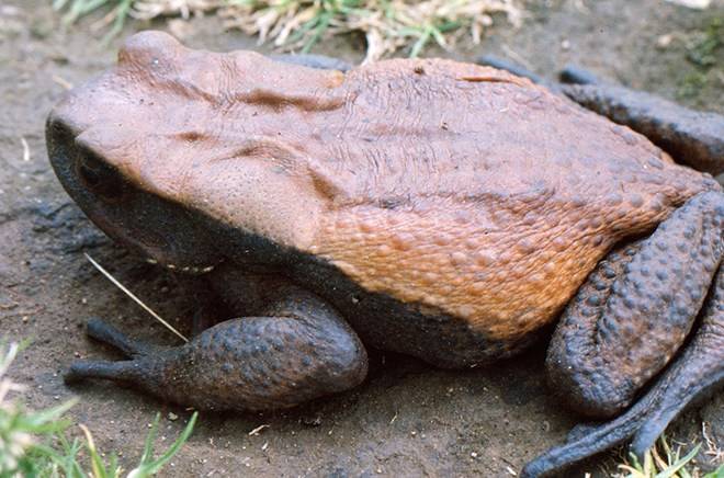 Лягушка-голиаф - описание, где обитает, размер, вес, виды, Красная книга