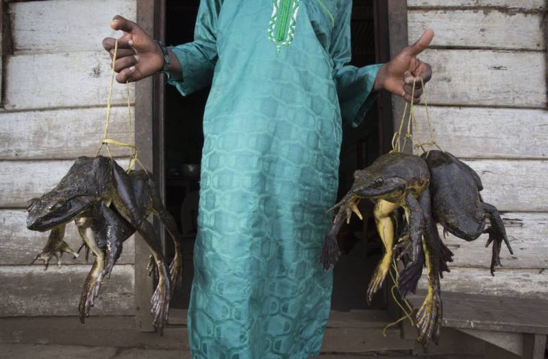 Лягушка-голиаф - описание, где обитает, размер, вес, виды, Красная книга