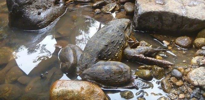 Лягушка-голиаф - описание, где обитает, размер, вес, виды, Красная книга