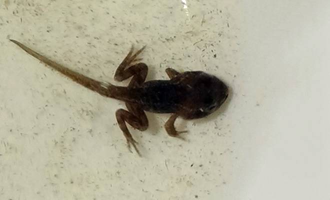 Лягушка-голиаф - описание, где обитает, размер, вес, виды, Красная книга