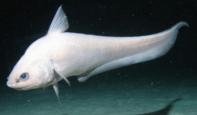 Рыба макрурус: польза и вред, калорийность, описание вида