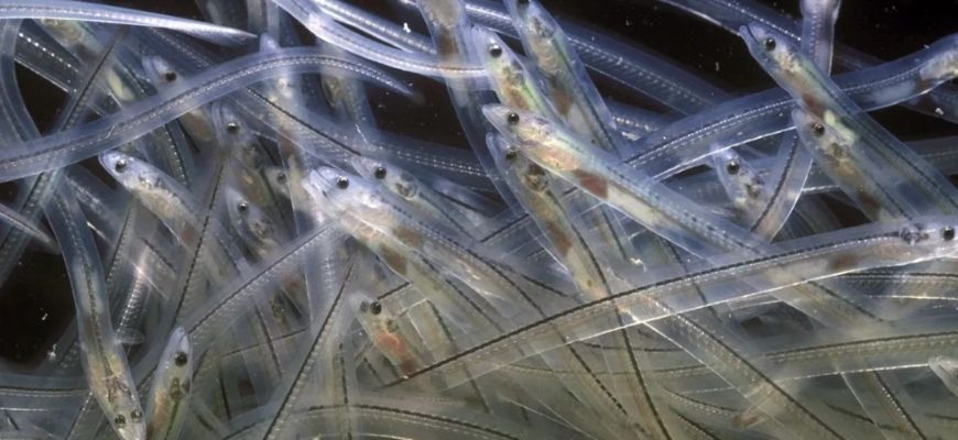 угорь жарить