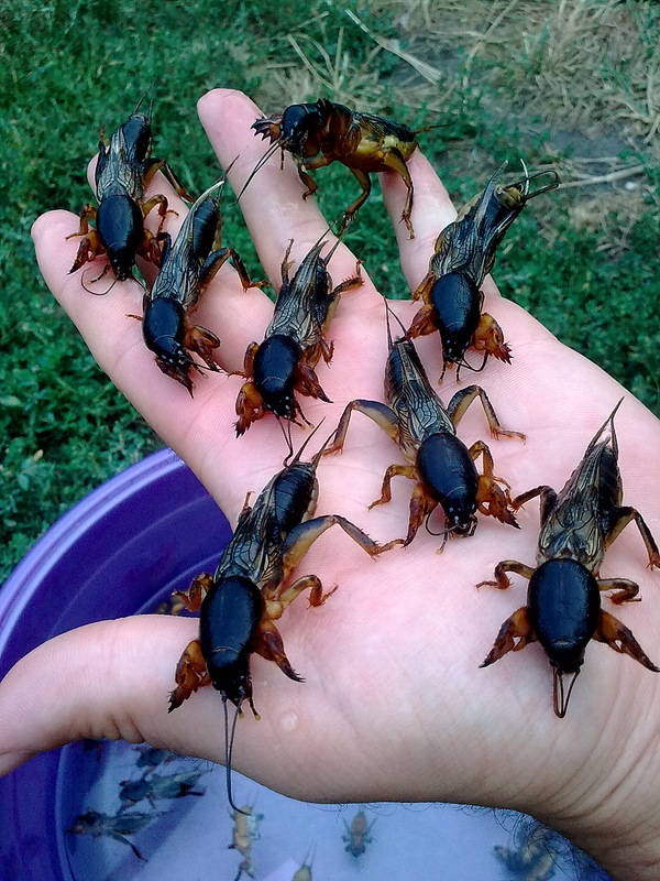 Вредитель медведка: как бороться с "подземным танком"