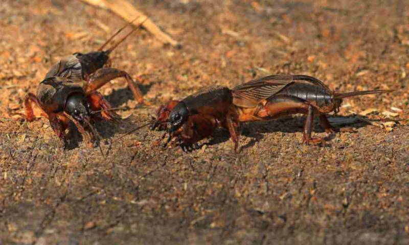 Вредитель медведка: как бороться с "подземным танком"