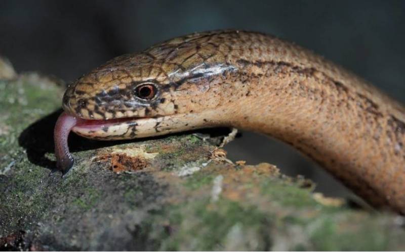 Медянка:  описание змеи, особенности, виды, образ жизни