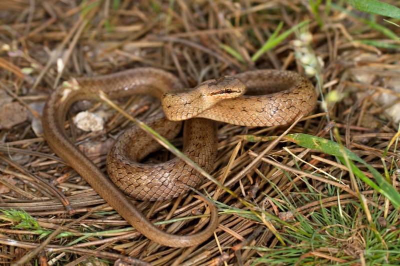 Медянка:  описание змеи, особенности, виды, образ жизни