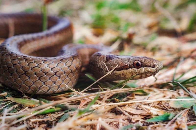 Медянка:  описание змеи, особенности, виды, образ жизни