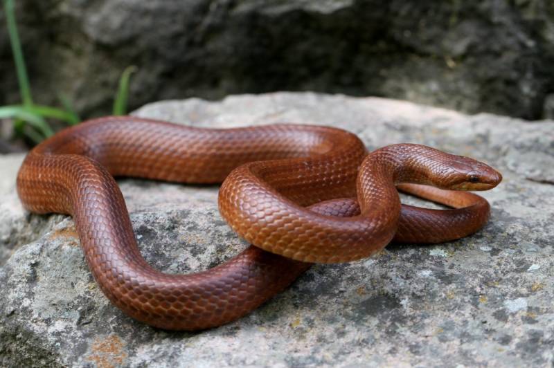 Медянка:  описание змеи, особенности, виды, образ жизни