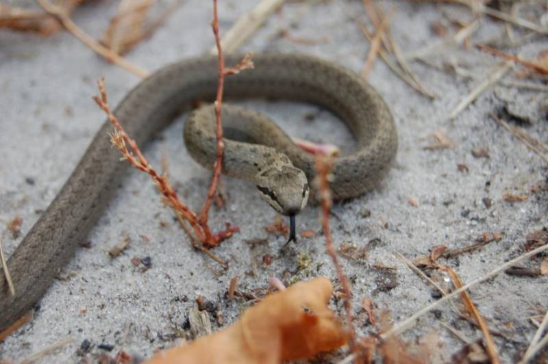 Медянка:  описание змеи, особенности, виды, образ жизни