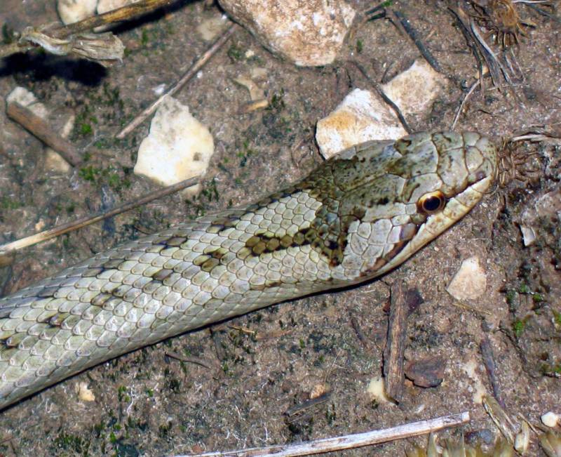 Медянка:  описание змеи, особенности, виды, образ жизни