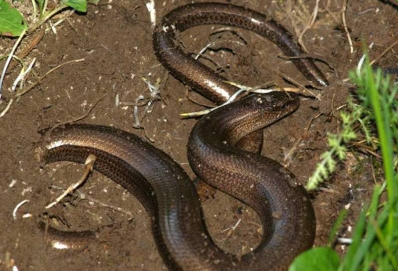 Медянка:  описание змеи, особенности, виды, образ жизни