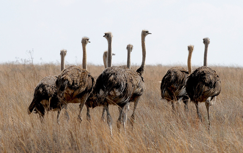 Страусы в Саванне 