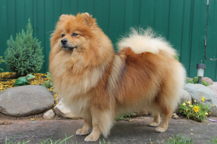 Сколько живет миттельшпиц (средний)