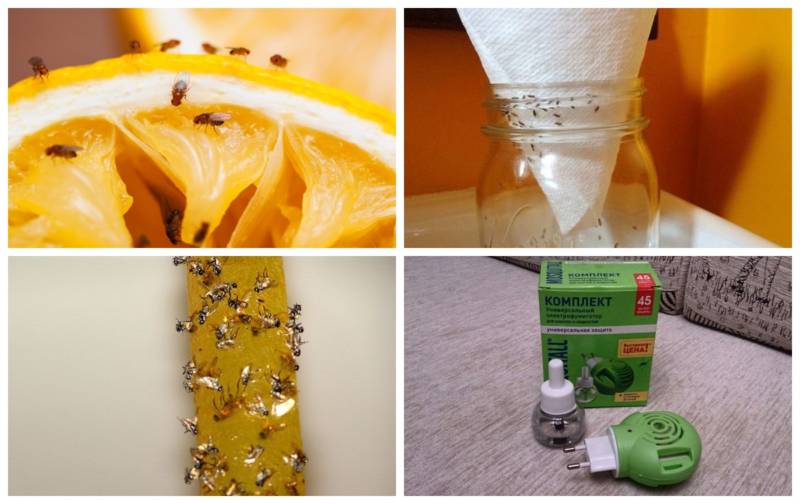 Муха дрозофила - описание насекомого, виды, численность, чем питается