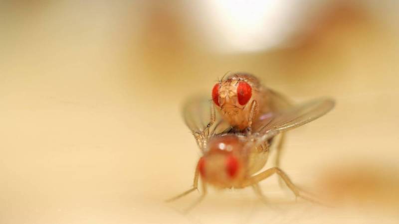 Муха дрозофила - описание насекомого, виды, численность, чем питается