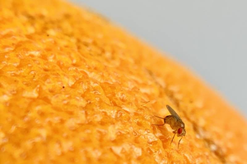 Муха дрозофила - описание насекомого, виды, численность, чем питается