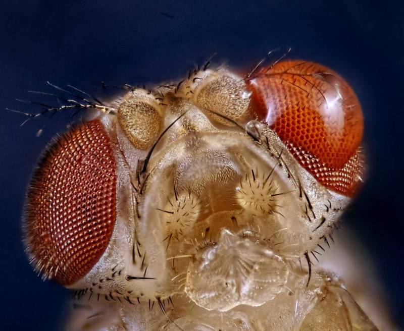 Муха дрозофила - описание насекомого, виды, численность, чем питается