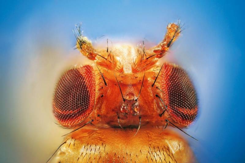 Муха дрозофила - описание насекомого, виды, численность, чем питается