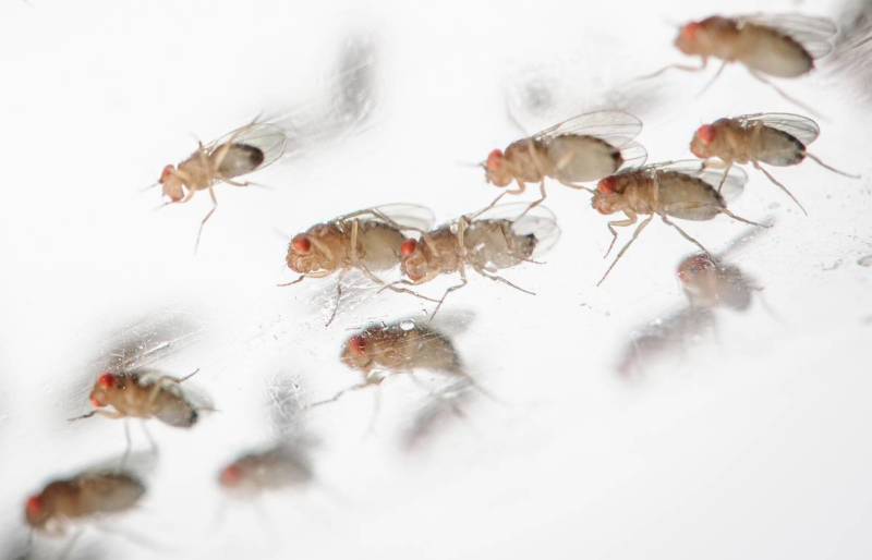 Муха дрозофила - описание насекомого, виды, численность, чем питается