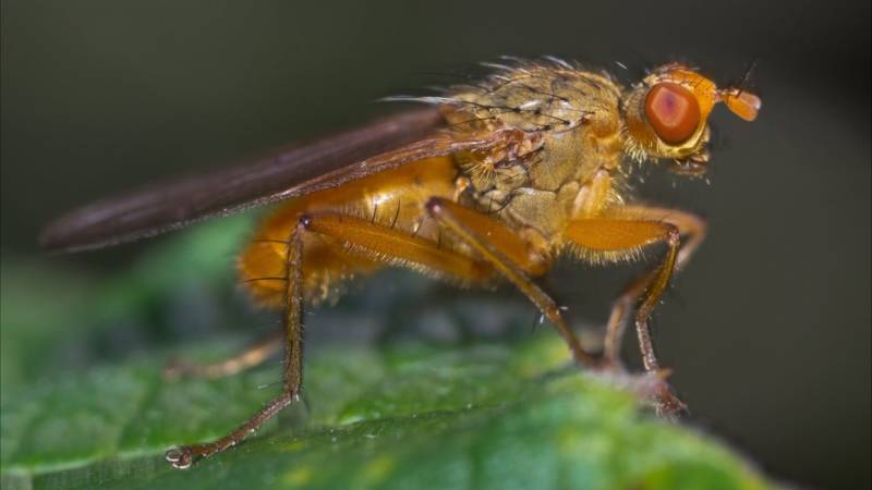Муха дрозофила - описание насекомого, виды, численность, чем питается